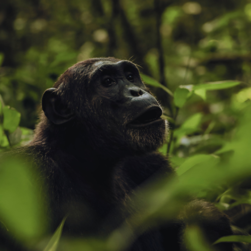 chimpanzees