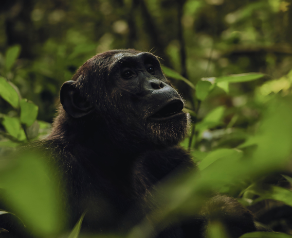 chimpanzees