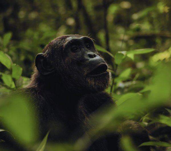 chimpanzees