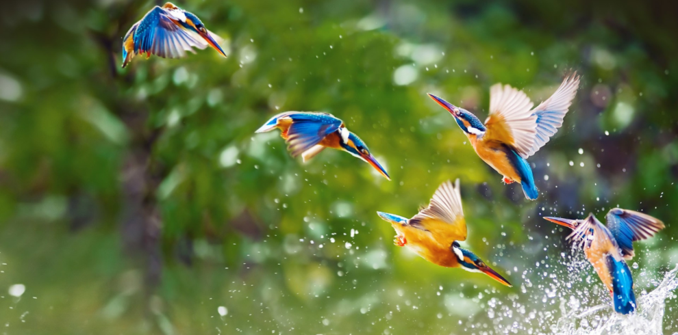 Birding