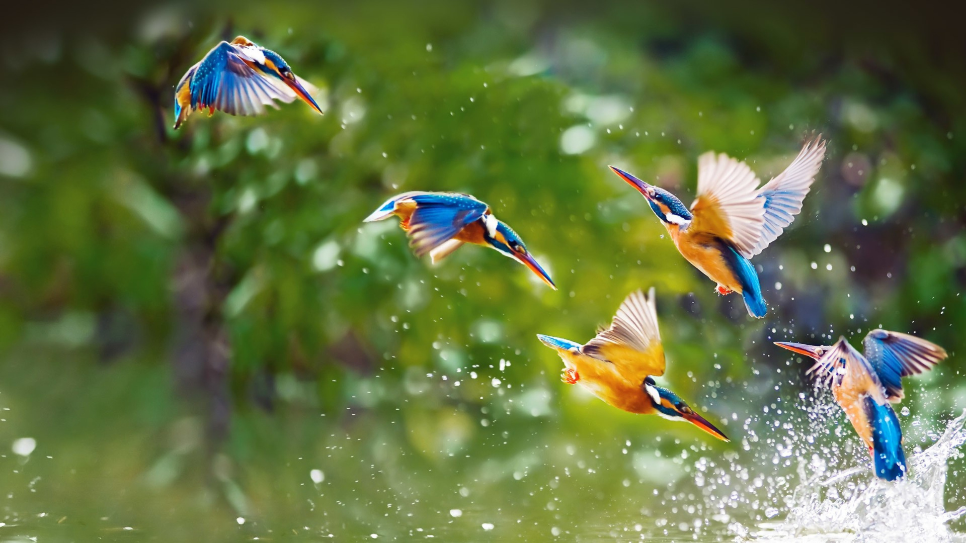 Birding