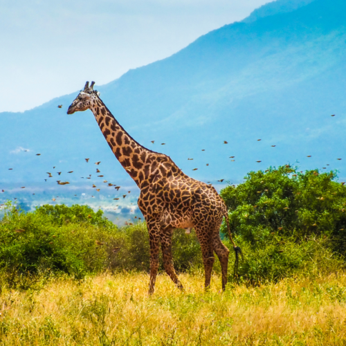 Giraffes Expedition