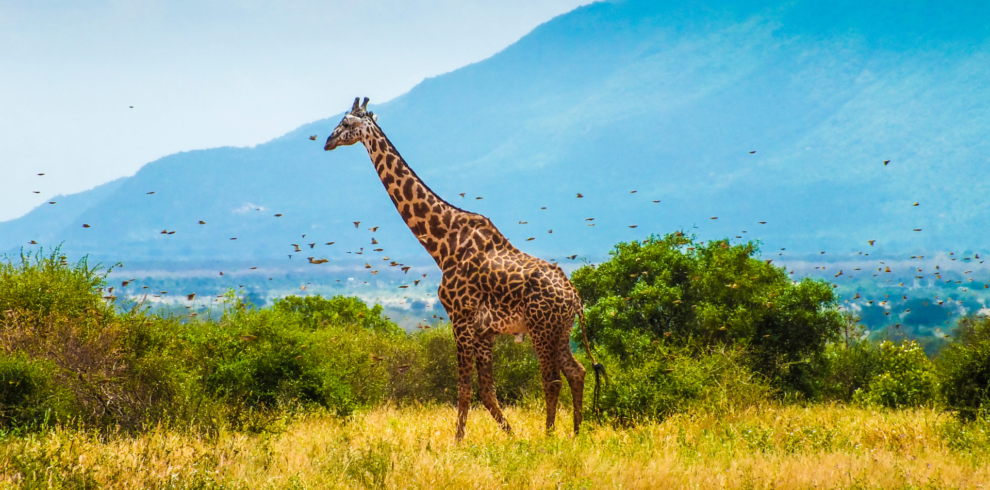 Giraffes Expedition
