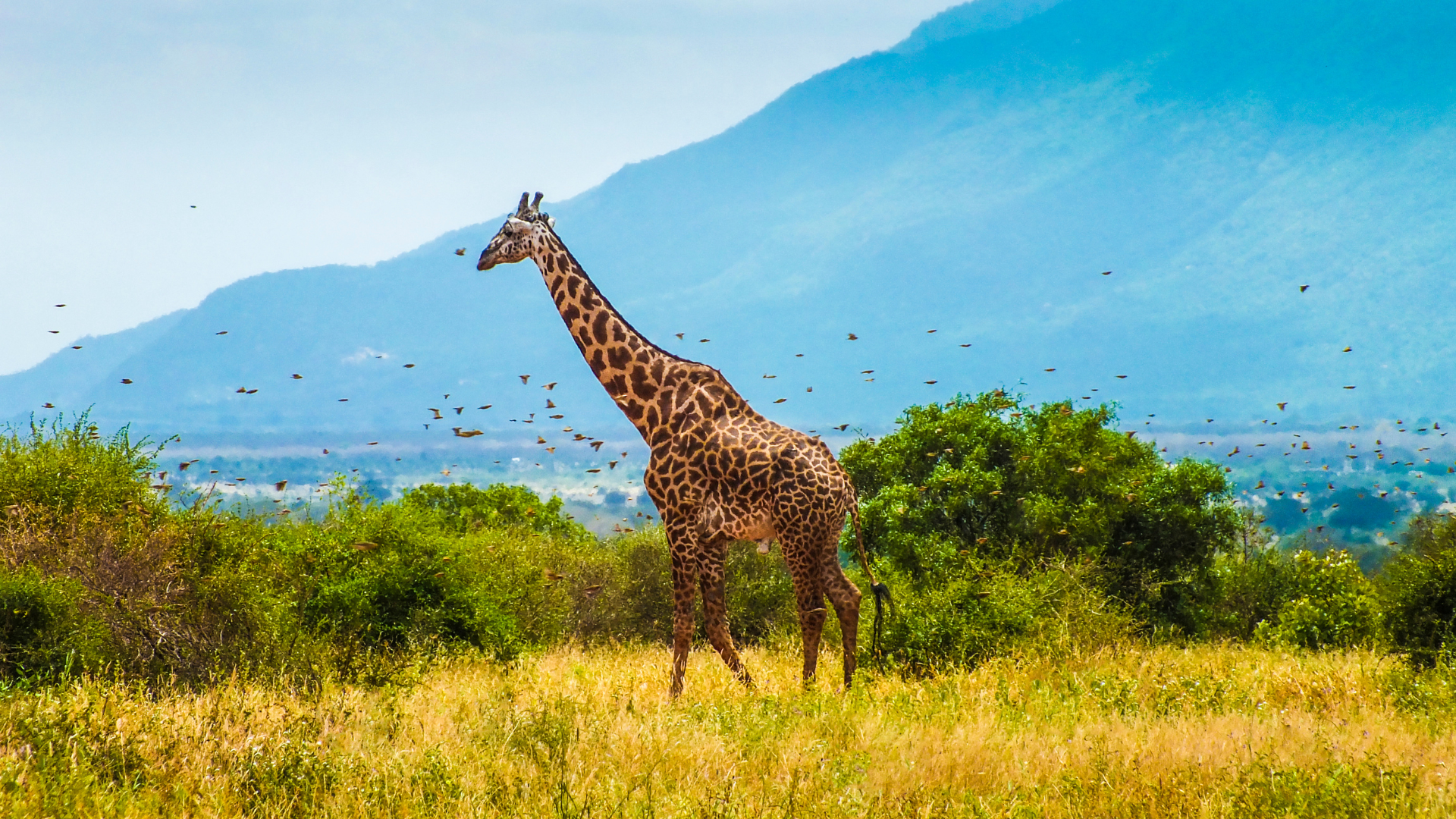Giraffes Expedition