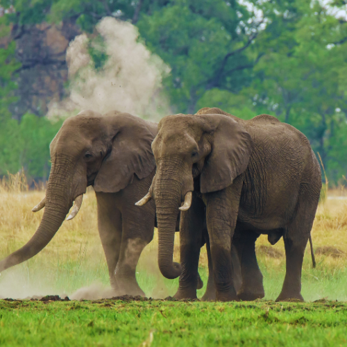 queen elizabeth national park elephants