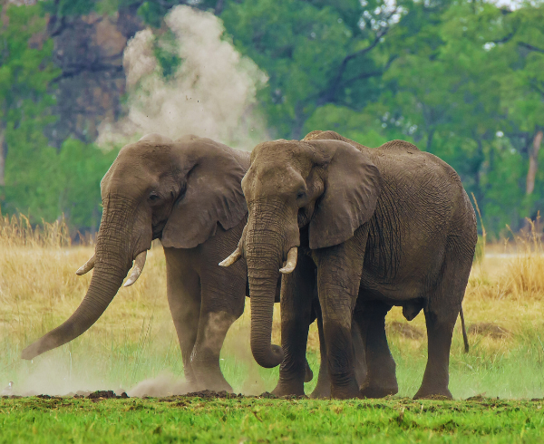 queen elizabeth national park elephants