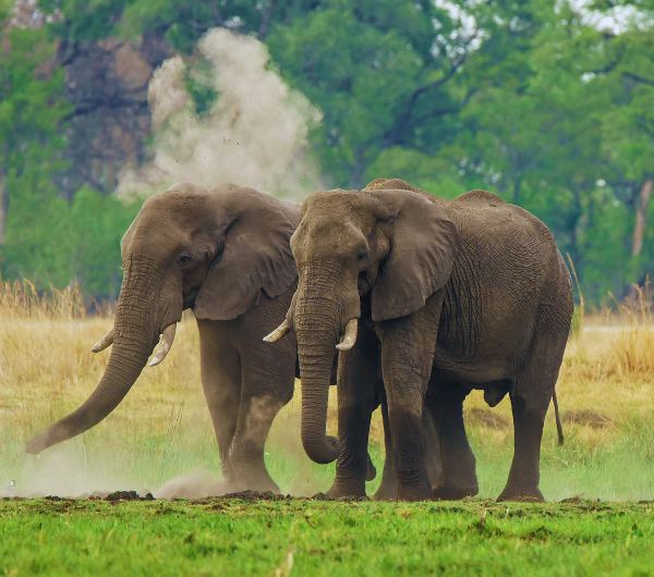queen elizabeth national park elephants
