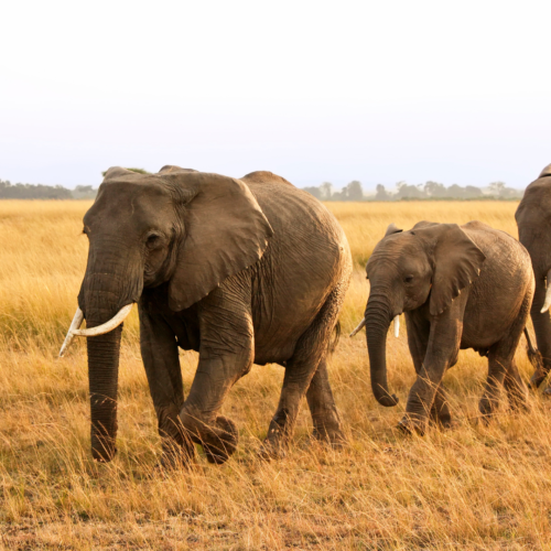 7 Day Uganda Gorilla & Wildlife Safari