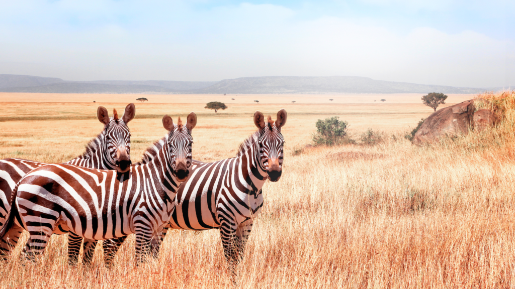 A Picture of zebras, Kidepo National Park