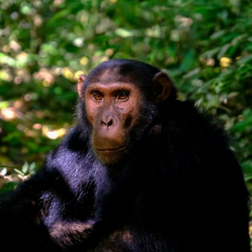 A close up picture of a chimpanzee sitted near leaves