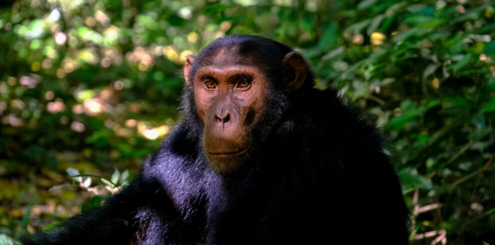 A close up picture of a chimpanzee sitted near leaves