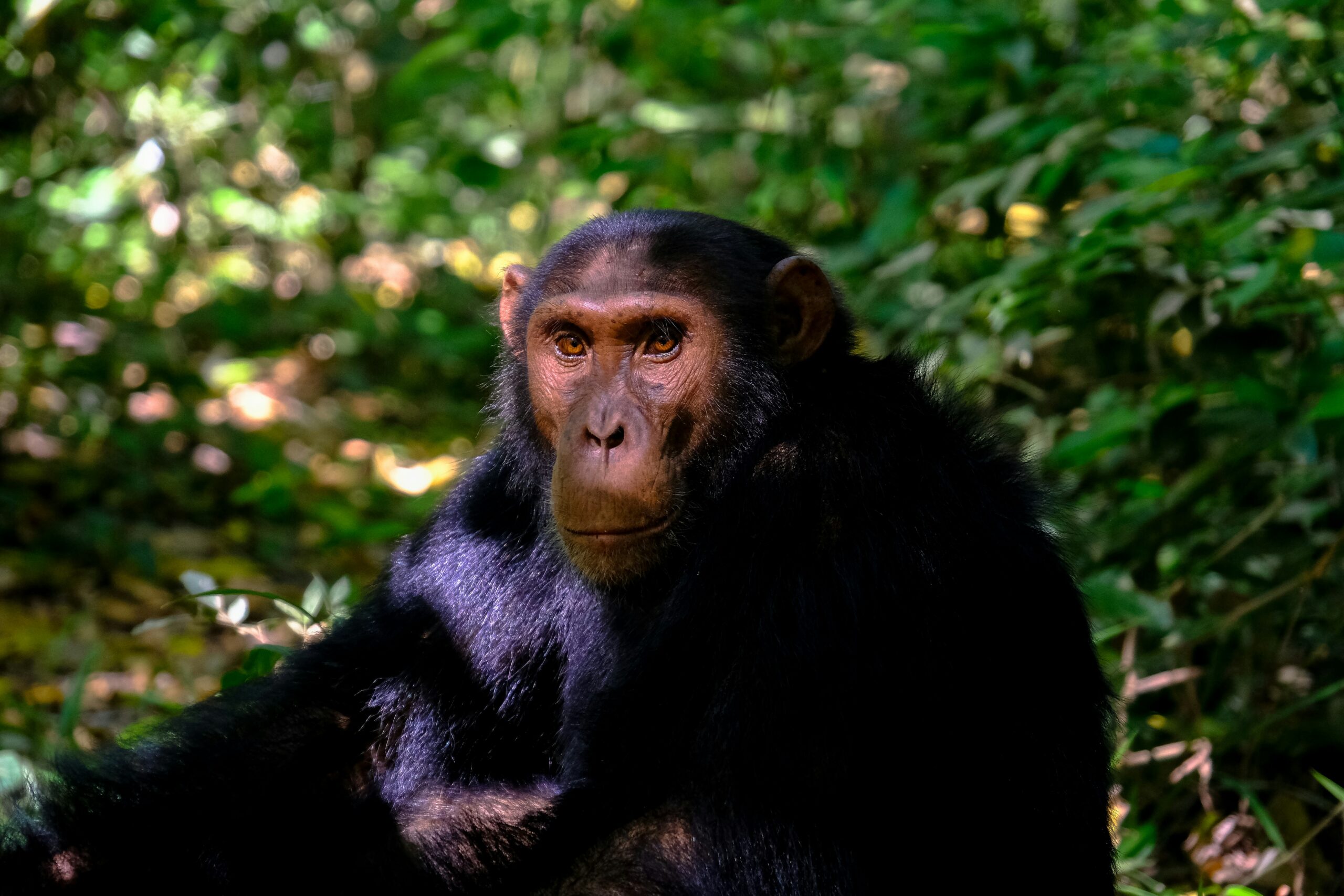 A close up picture of a chimpanzee sitted near leaves