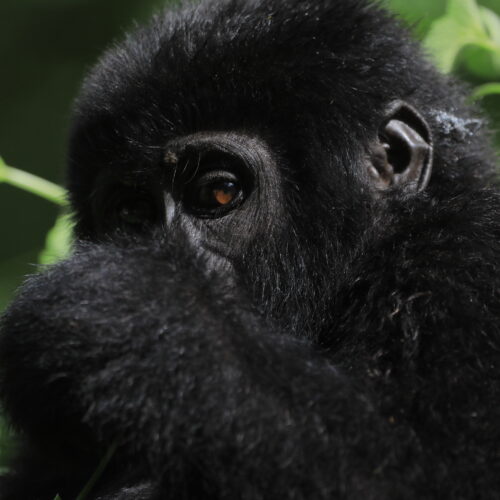 8 Day Luxury Uganda Gorilla, Chimpanzee & Lion Safari