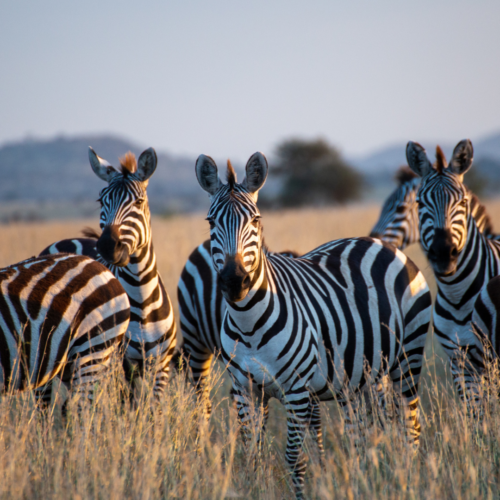 A close up picture of wildlife zebras in Uganda