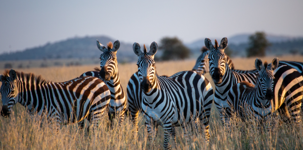 A close up picture of wildlife zebras in Uganda