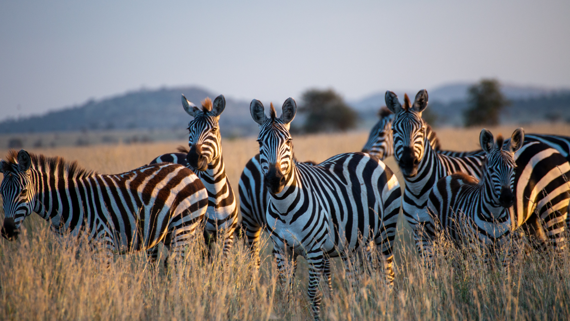 A close up picture of wildlife zebras in Uganda