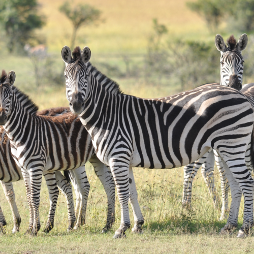A close up picture of zebras