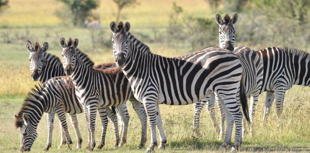 A close up picture of zebras