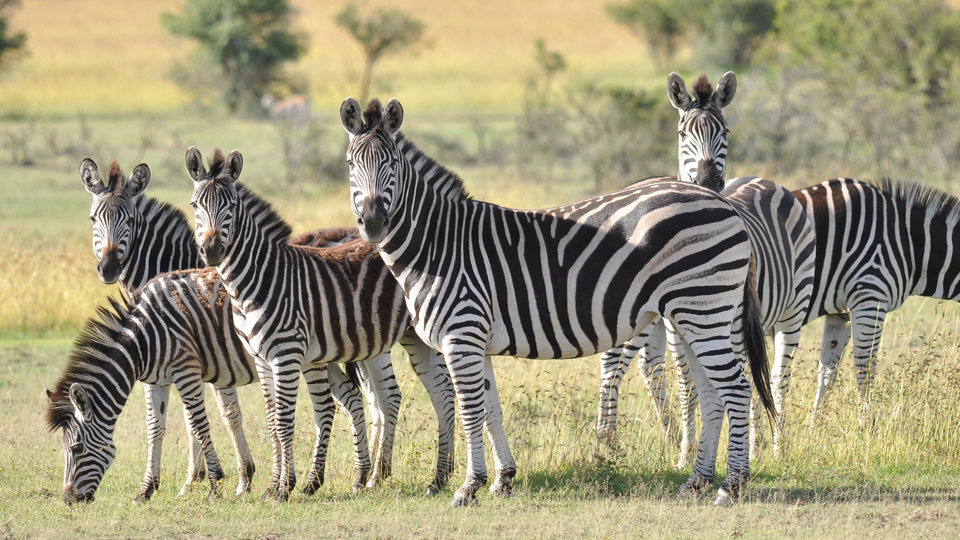 A close up picture of zebras