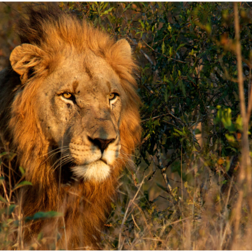 Big Cats Expedition