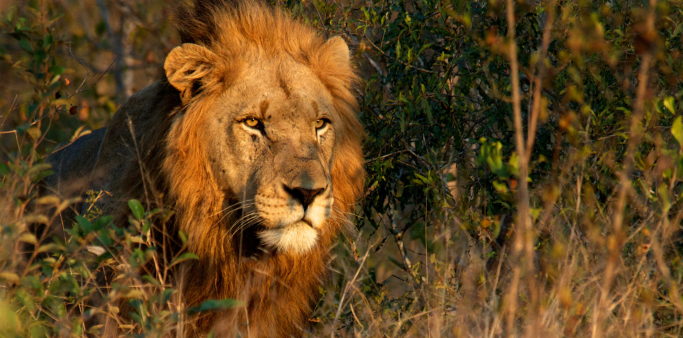 Big Cats Expedition