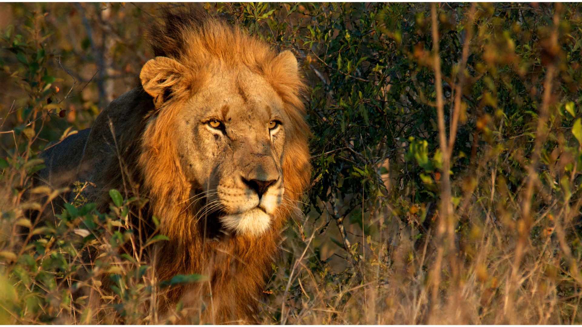 Big Cats Expedition
