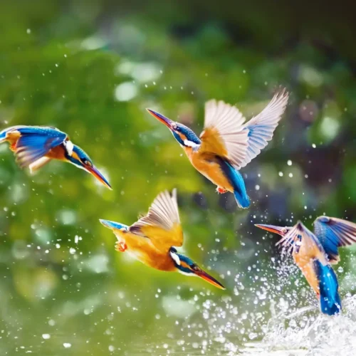 Birding