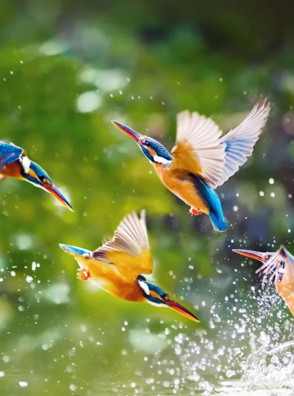 Birding