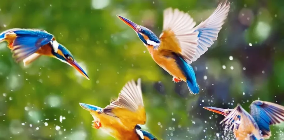 Birding
