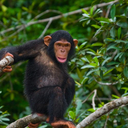 Chimpanzee Quest Safari