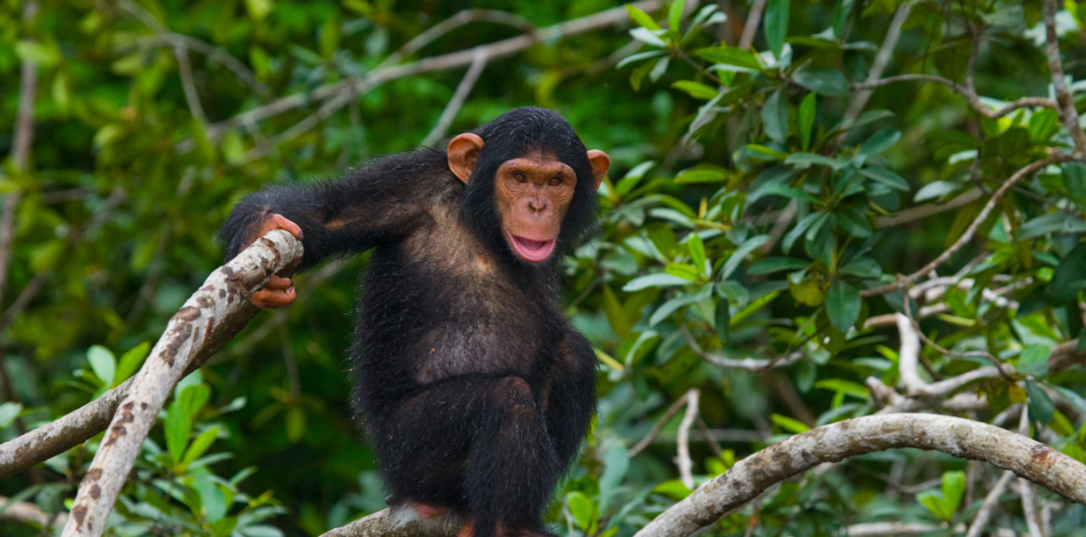 Chimpanzee Quest Safari