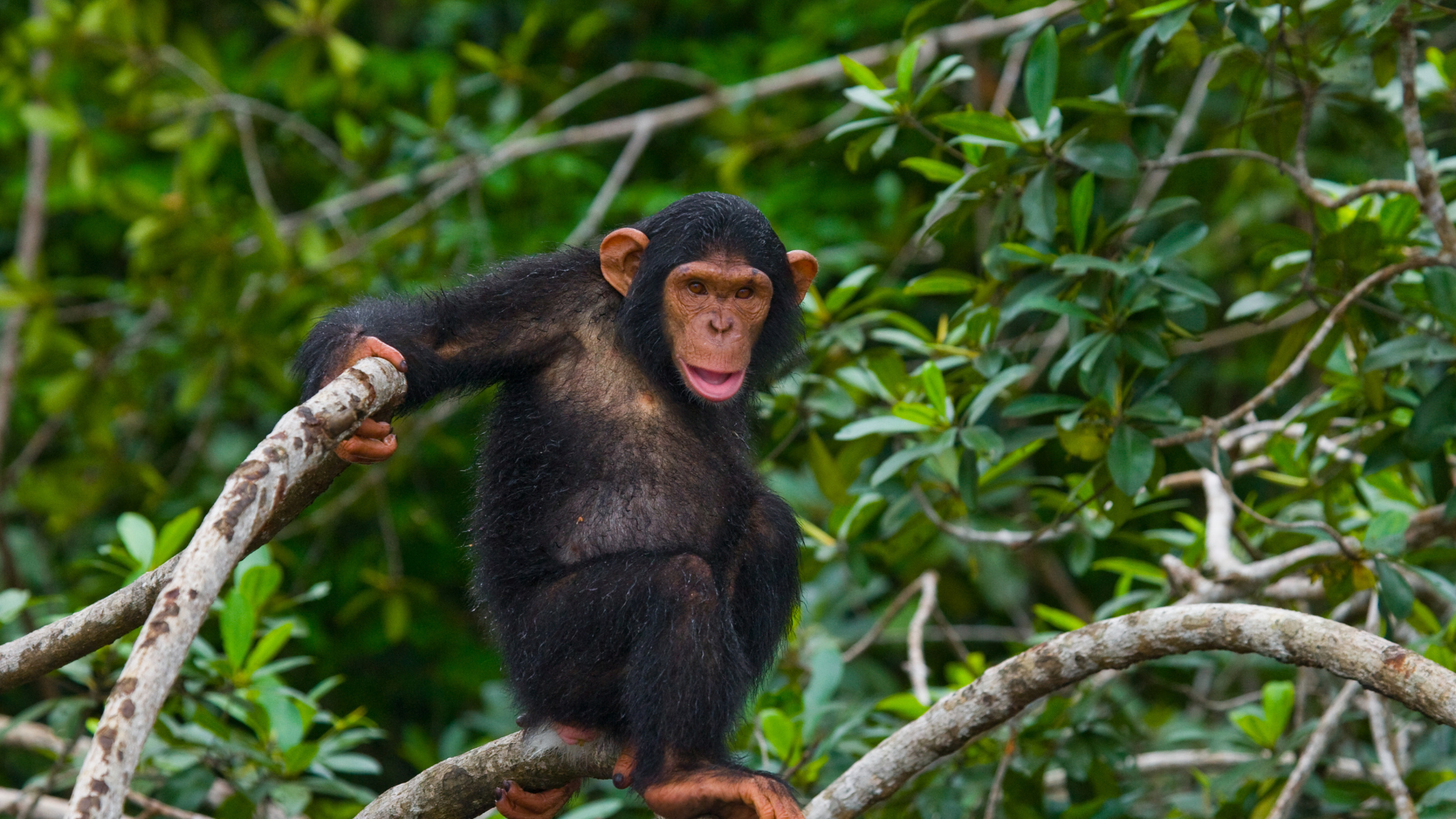Chimpanzee Quest Safari