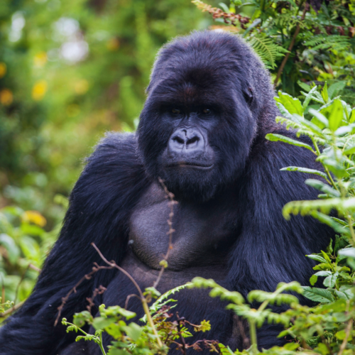 6 Day Rwanda, Uganda Double Gorilla Safari