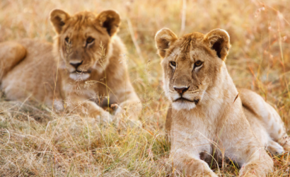 Queen Elizabeth National Park, Rwanda, Uganda