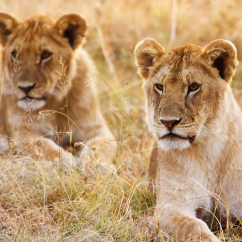 Queen Elizabeth National Park, Rwanda, Uganda