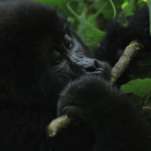 gorillas