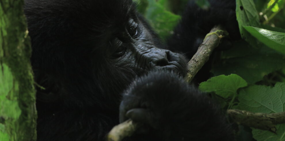 gorillas