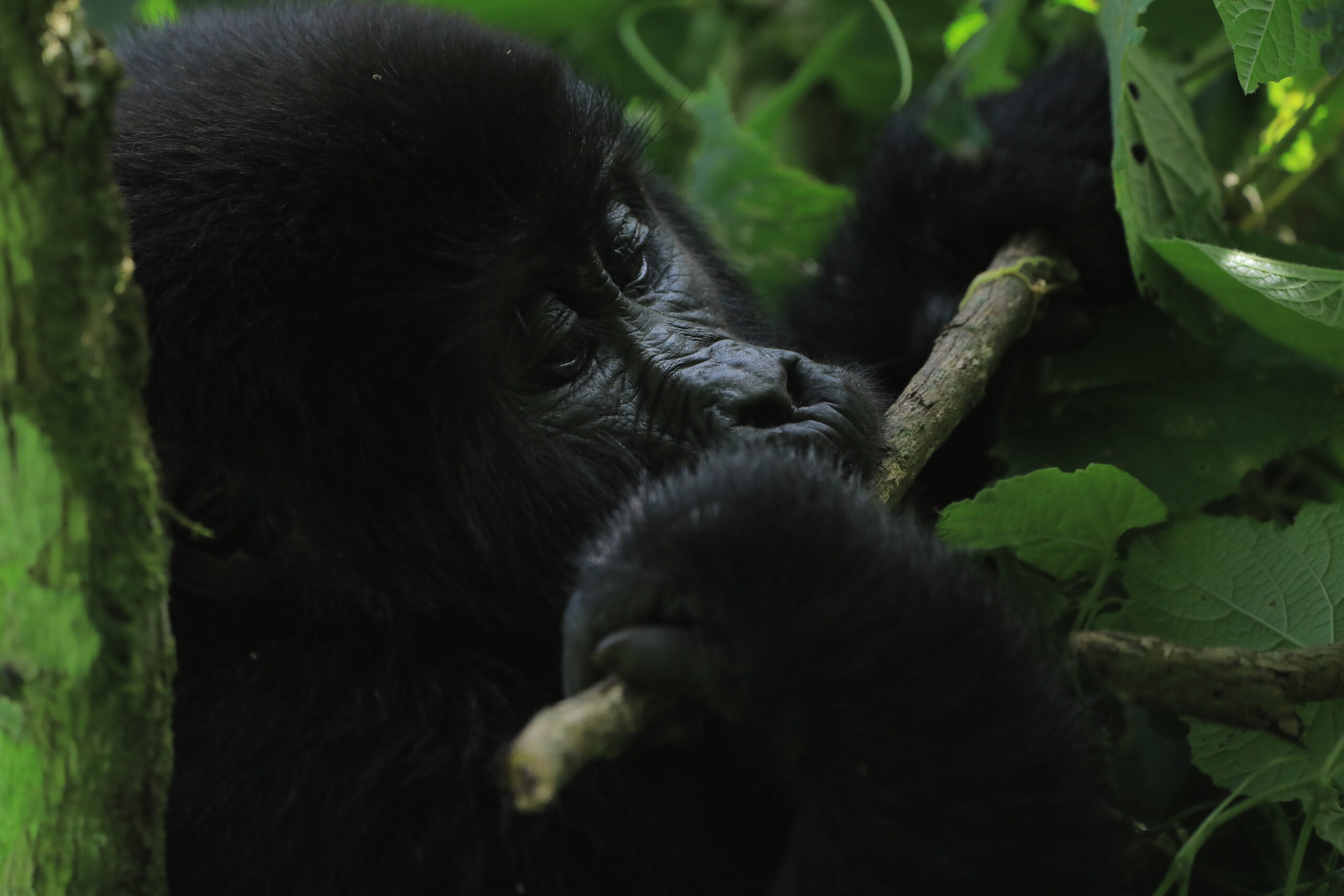 gorillas