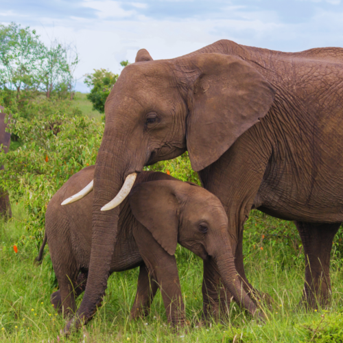 Elephants in Uganda