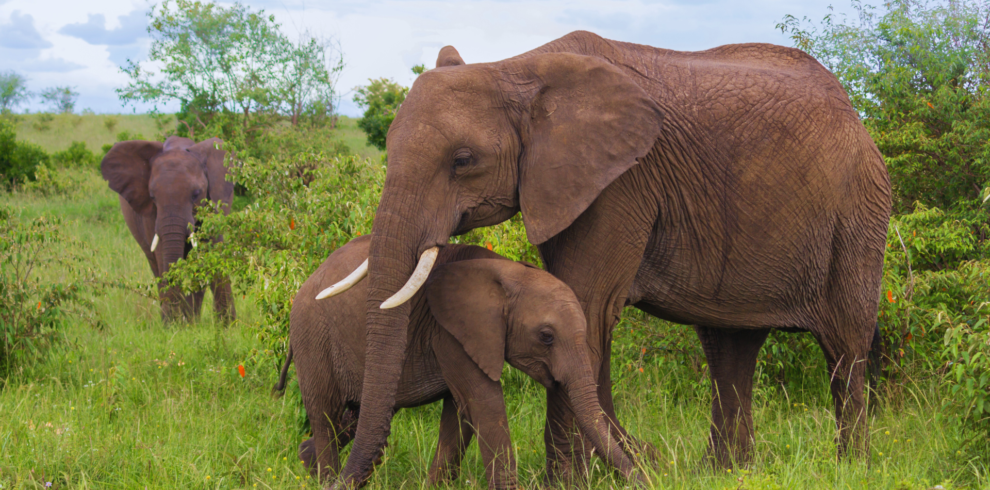 Elephants in Uganda