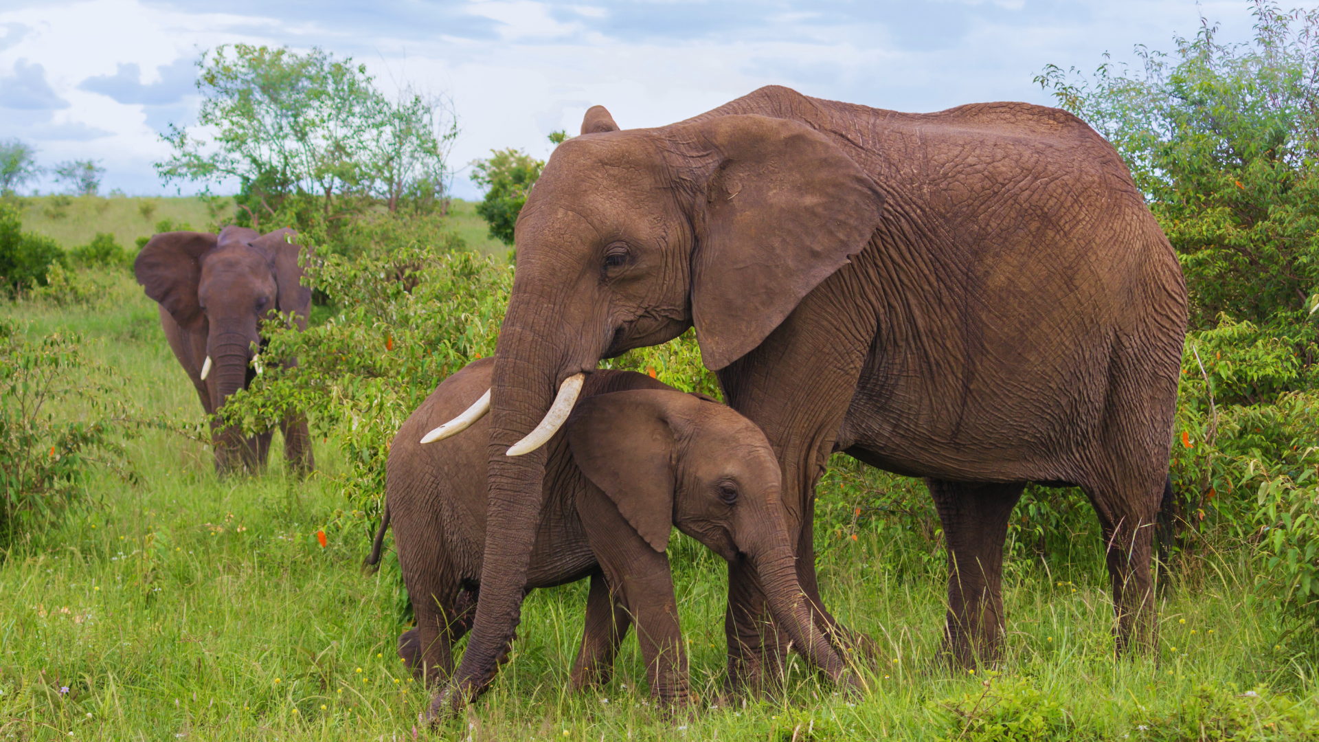 Elephants in Uganda