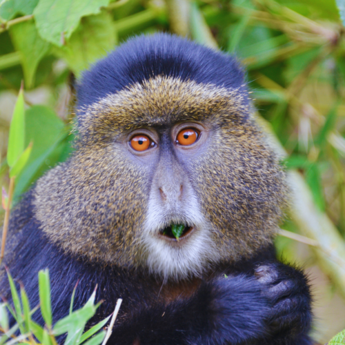 4 Day Rwanda, Uganda Golden Monkey & Gorilla Safari