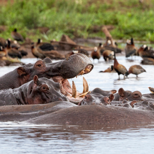 Hippos Uganda