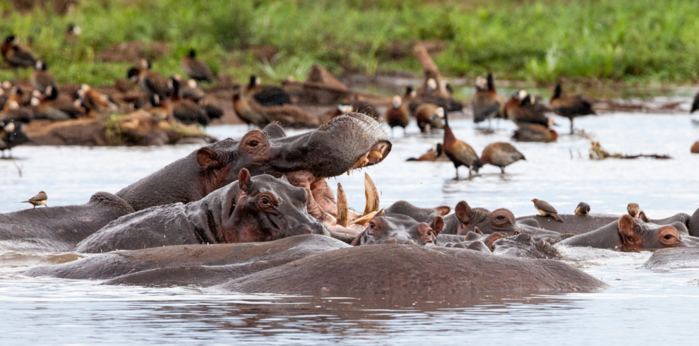 Hippos Uganda