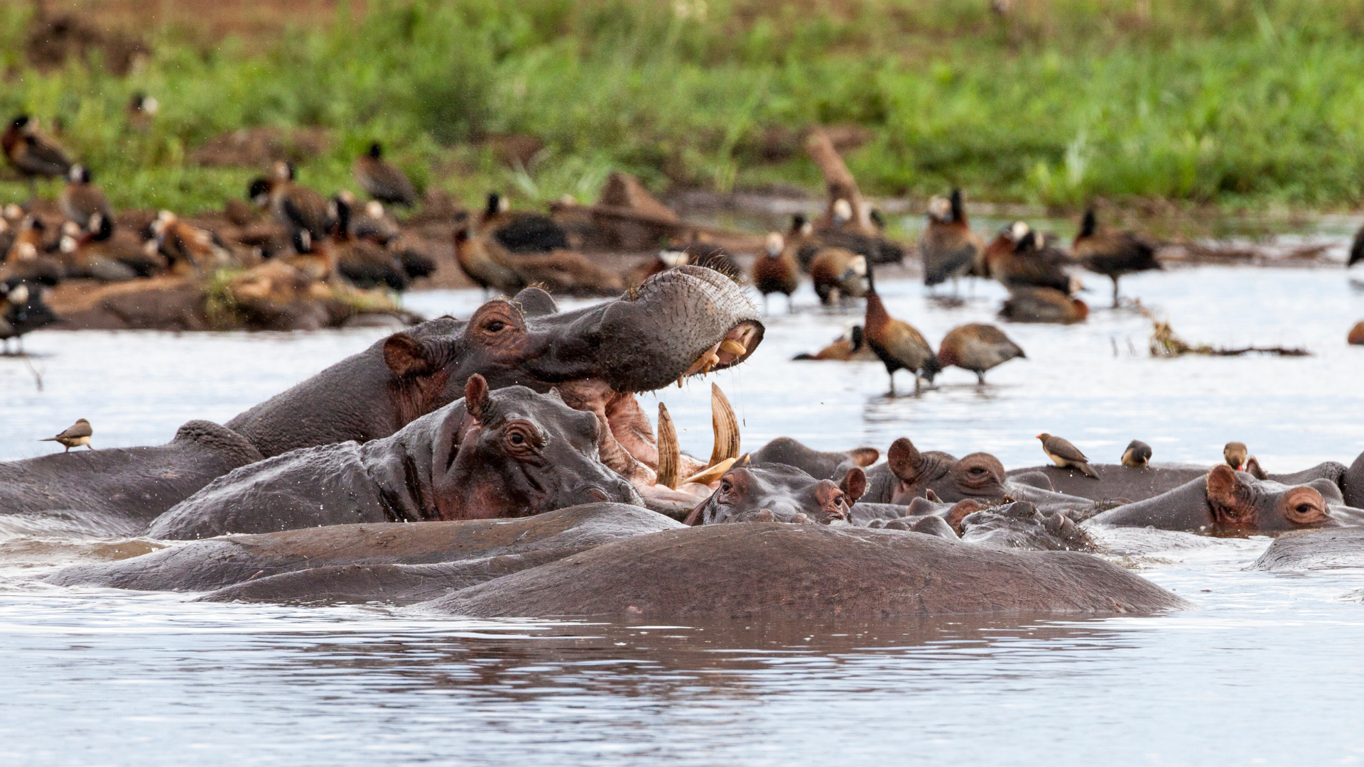 Hippos Uganda