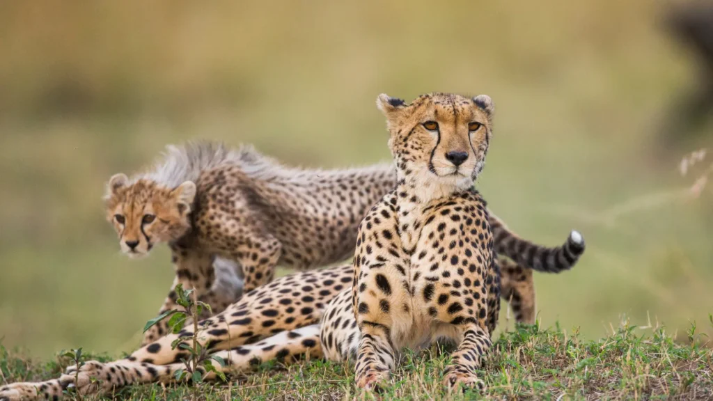 Akagera National Park Maarjv