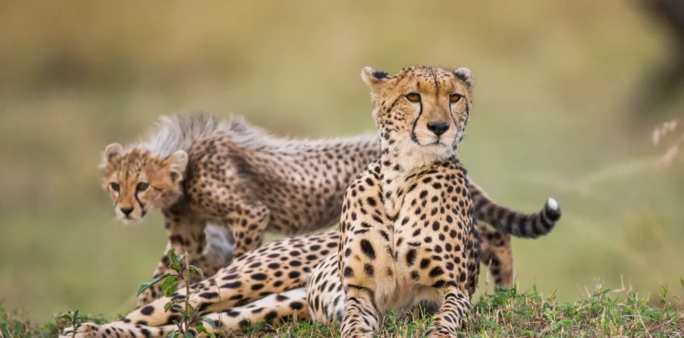 Akagera National Park Maarjv