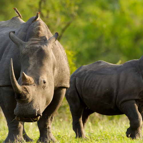 Rhinos at Zhiwa Rhino Park