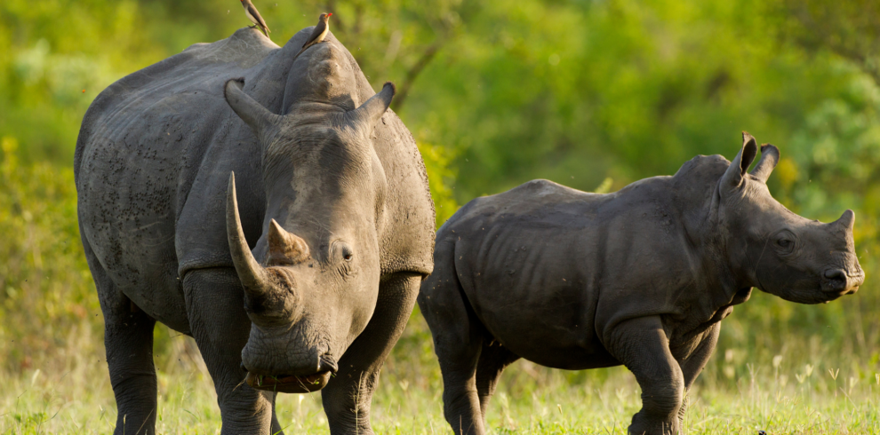 Rhinos at Zhiwa Rhino Park