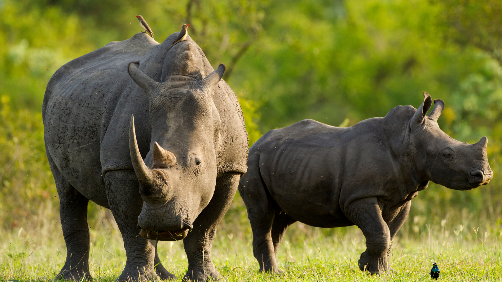 Rhinos at Zhiwa Rhino Park
